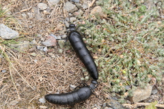 Berberomeloe tenebrosus