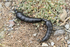 Berberomeloe tenebrosus