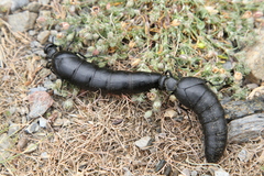 Berberomeloe tenebrosus