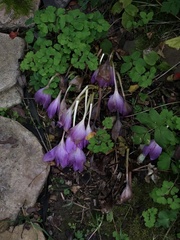 Colchicum speciosum