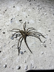 Heteropoda