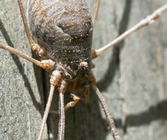 Phalangium opilio