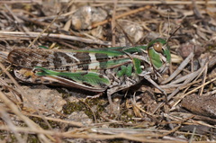 Oedaleus decorus