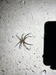 Heteropoda