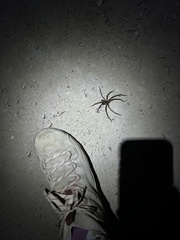 Heteropoda