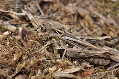 Omocestus haemorrhoidalis