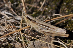 Euchorthippus elegantulus