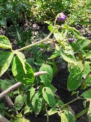Capsicum pubescens