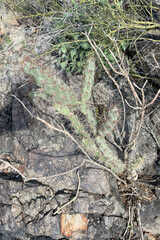 Cylindropuntia acanthocarpa