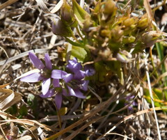 Gentianaceae