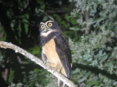 Pulsatrix perspicillata