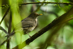 Turdus maculirostris