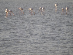 Phoenicopterus roseus