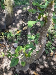 Vasconcellea × pentagona