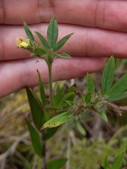 Stylosanthes viscosa