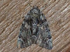 Catocala lacrymosa