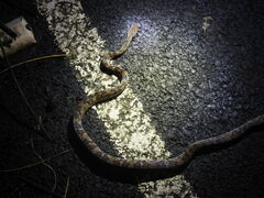 Trimorphodon quadruplex