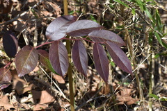 Leucothoe