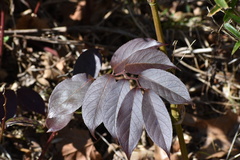 Leucothoe
