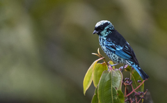 Beryl-Spangled Tanager photo 4
