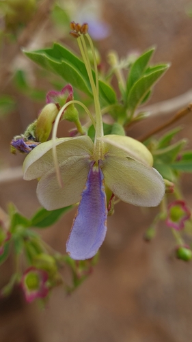 Rotheca myricoides image