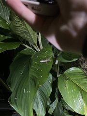 Anolis lemurinus