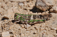 Oedaleus decorus