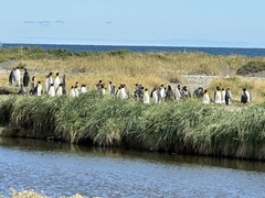Aptenodytes patagonicus