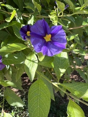Lycianthes rantonnetii