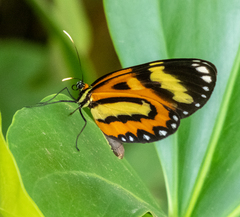 Placidina euryanassa