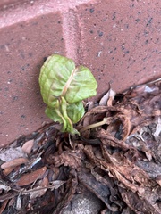 Rumex crispus