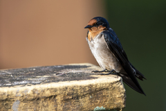 Hirundo tahitica