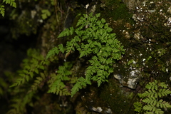 Woodsia pulchella