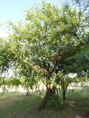 Vachellia caven