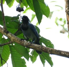 Cyanocorax violaceus