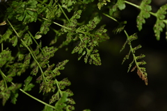 Woodsia pulchella