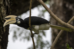 Anthracoceros albirostris