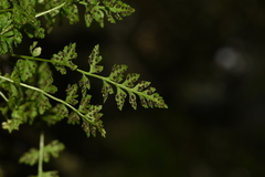 Woodsia pulchella