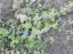 Sphaeralcea bonariensis