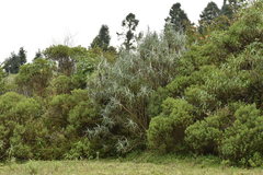 Senecio cinerarioides
