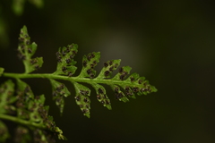 Woodsia pulchella