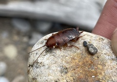 Parcoblatta pennsylvanica