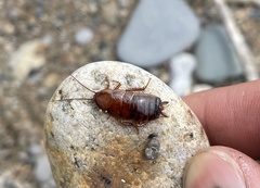 Parcoblatta pennsylvanica