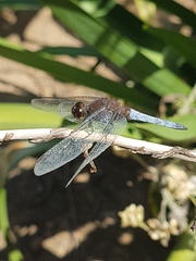 Erythrodiplax connata