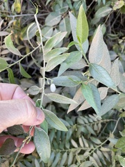 Vallesia glabra