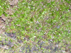 Hyophila