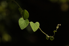 Cissampelos mucronata