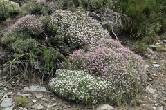 Hormathophylla spinosa