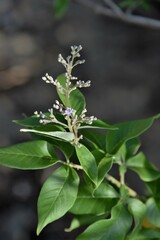 Vitex trifolia