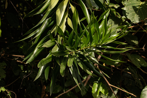 Dracaena mannii image